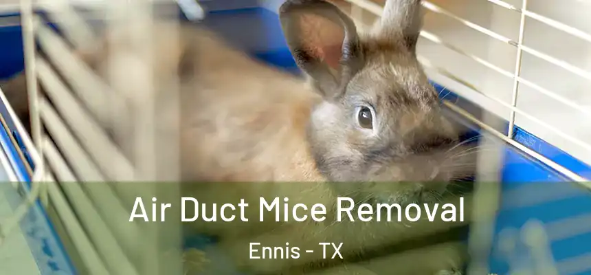  Air Duct Mice Removal Ennis - TX